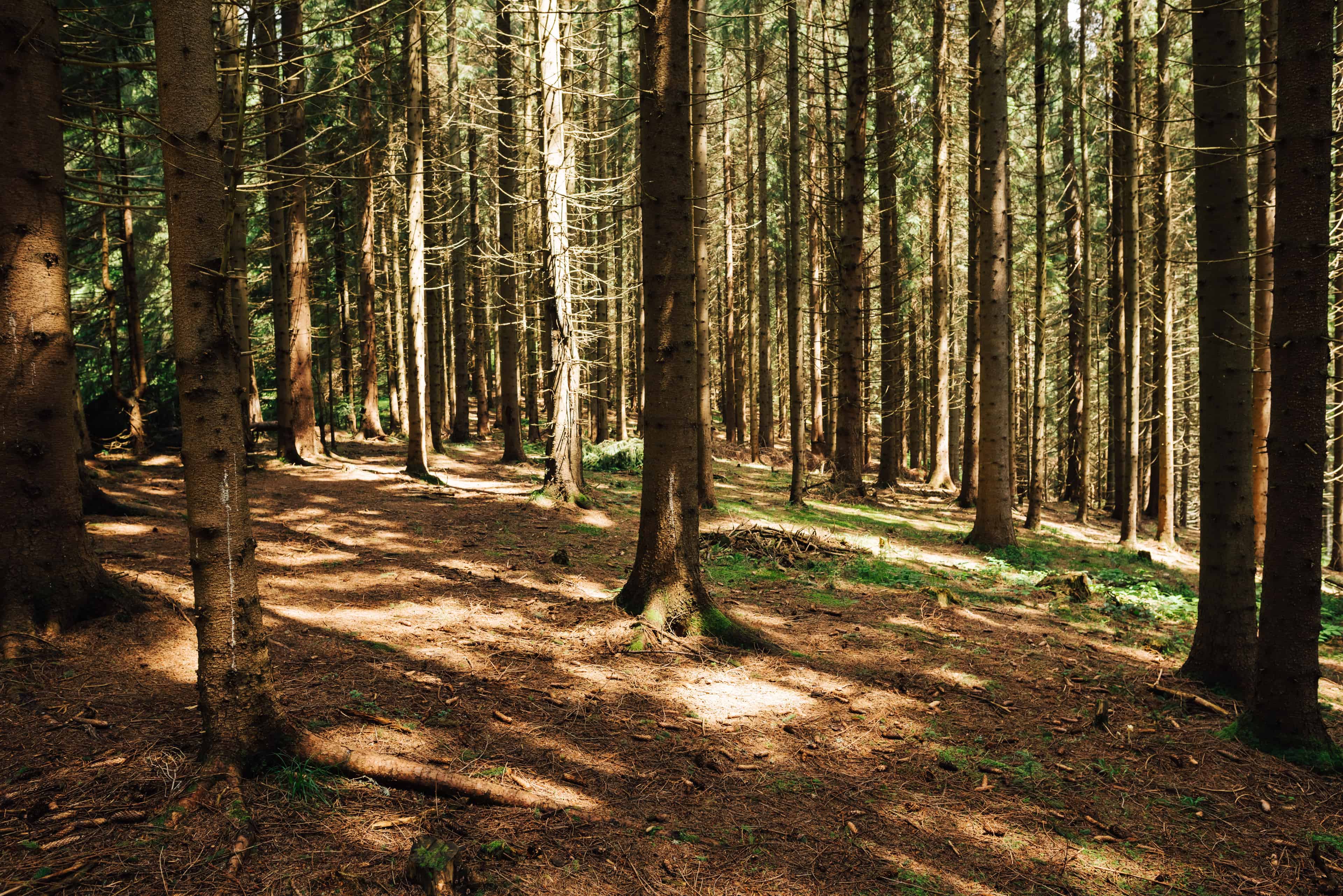 Forestry Mulching image