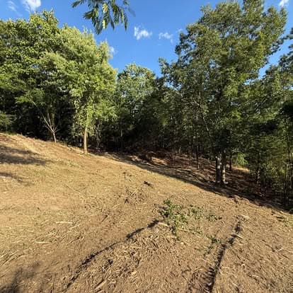 Cleared forest area with tree stumps under a blue sky and green foliage in the background.