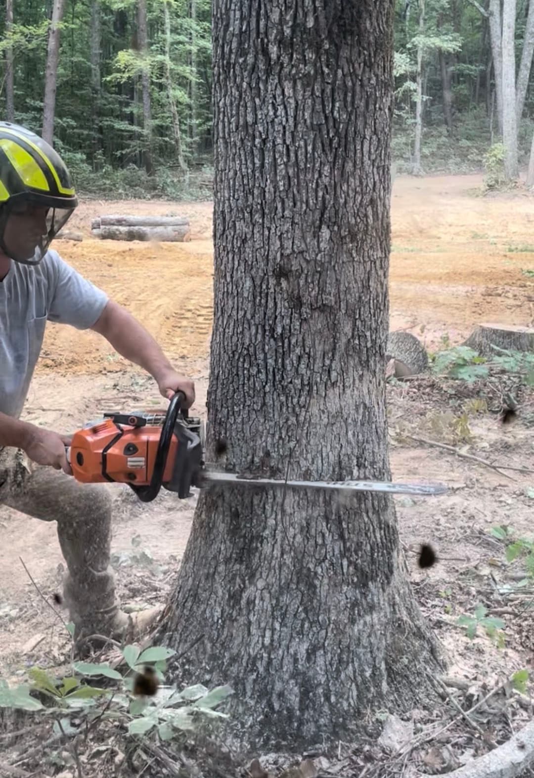 Person using a chainsaw to cut down a tree in a forested area. Safety gear worn.