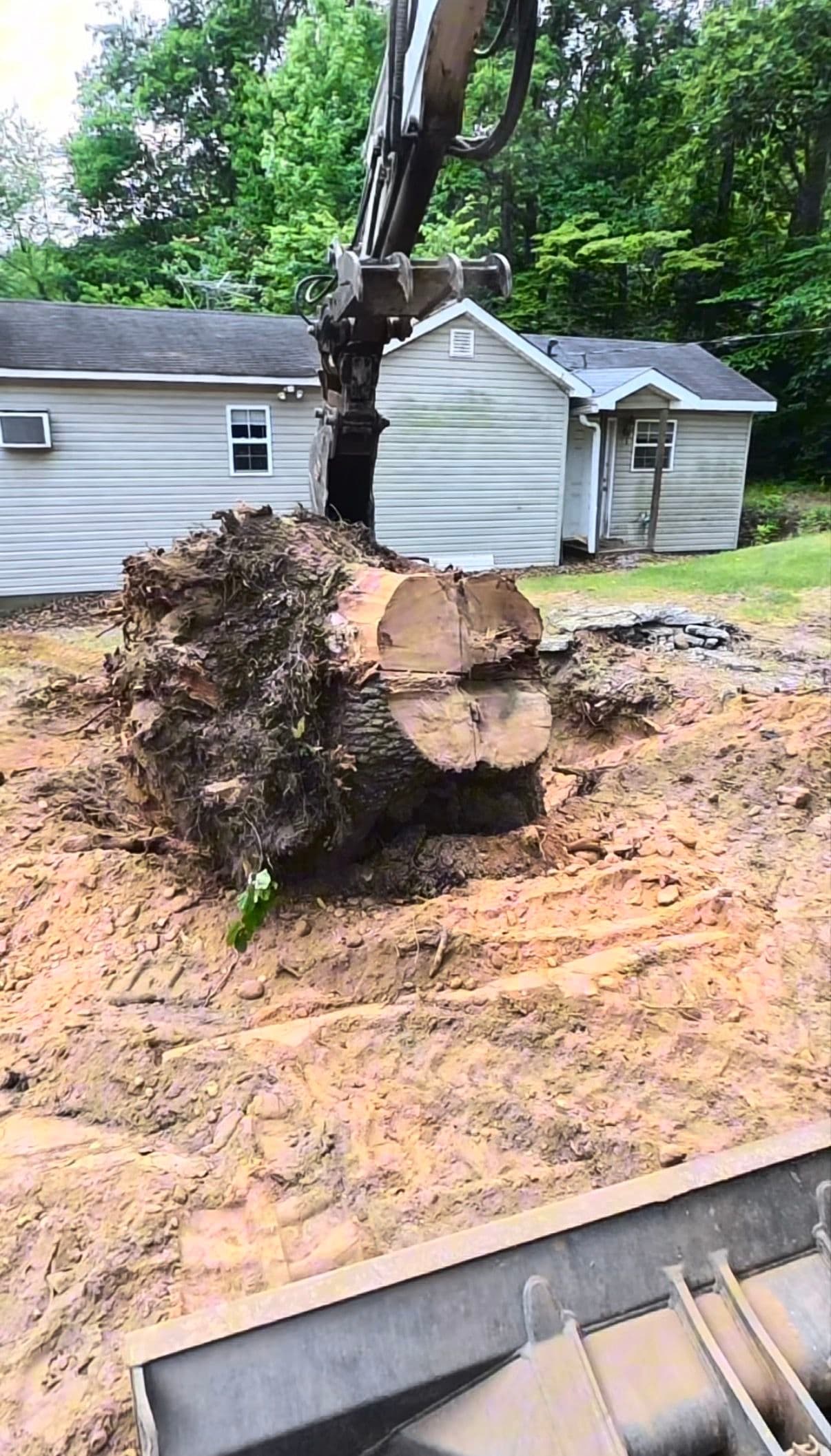 Why We Pull Stumps Out Instead of Grinding Them Down