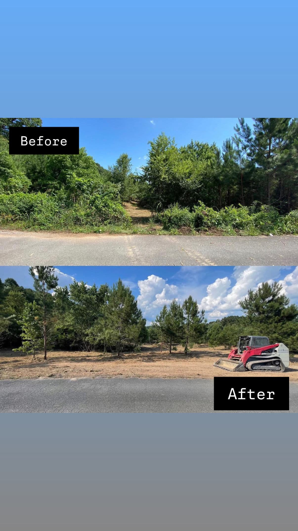 Overgrown Land Cleared Without Losing the Trees Worth Keeping image