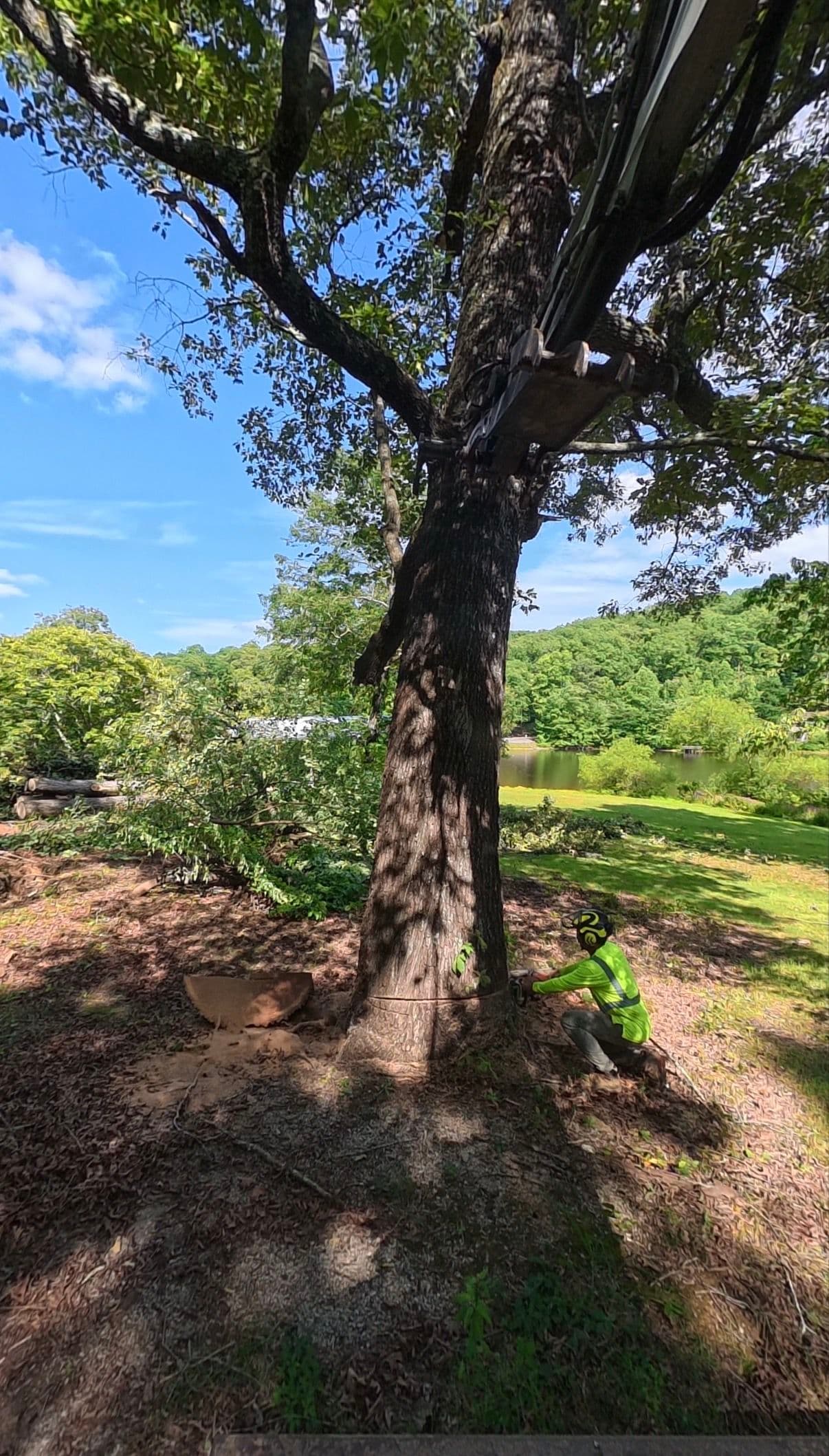 Project Large Tree Removal Done Right - Equipment, Safety, and a Clean Property image